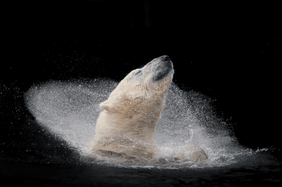 Sony World Photography Awards