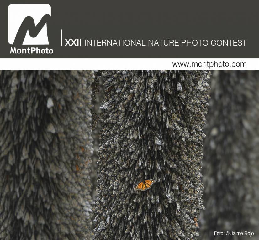 Concurso Internacional de Fotografía de Naturaleza MontPhoto 2018