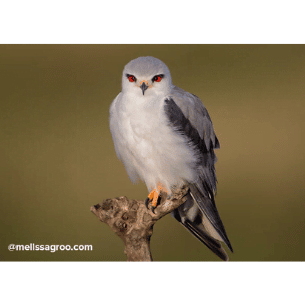 Concurso fotográfico KingBirder